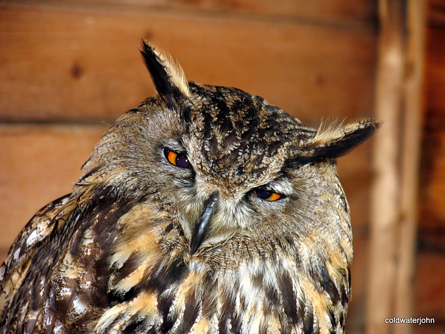 Eagle Owl: Birds of Prey @ Aillwee Caves