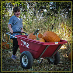 Pretty Young Lady with Pumpkins