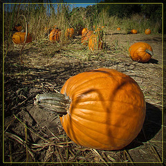 Pumpkin in Patch with Shadows