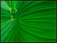 Sea of Green, a Pristine Corn Lily Stalk