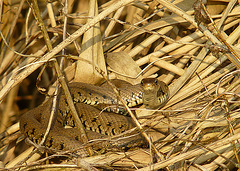 Grass Snake Sunning