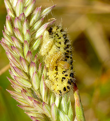 Six-spot Burnet Caterpillar with Wasp Larva