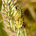 Six-spot Burnet Caterpillar with Wasp Larva