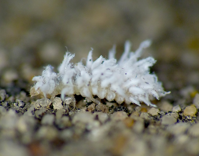 Patio Life: Mealybug Destroyer Larva