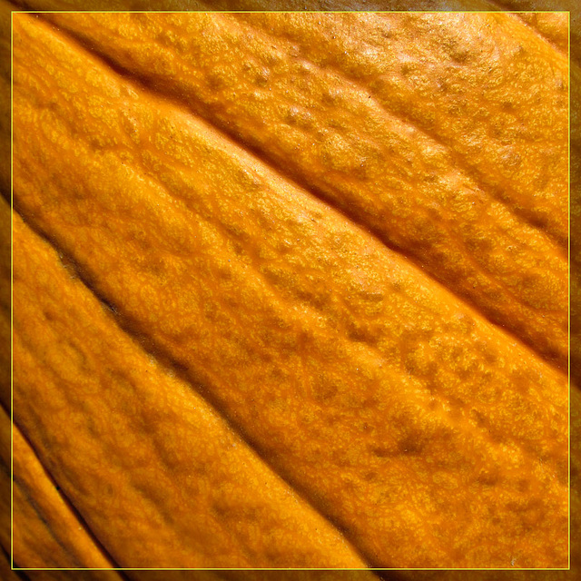Pumpkin Texture