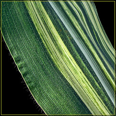 Varigated Corn Leaf Abstract