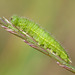 Small Heath Caterpillar