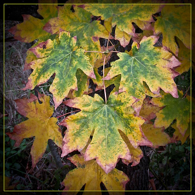 Maple Leaves in Autumn Colors