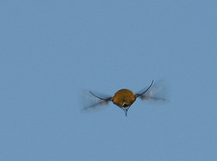 Bee Fly Hovering