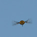 Bee Fly Hovering