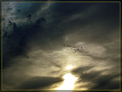 Flock of Geese at Sunset
