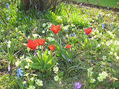 Tulpen, Primeln und Blausternchen