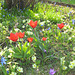 Tulpen, Primeln und Blausternchen