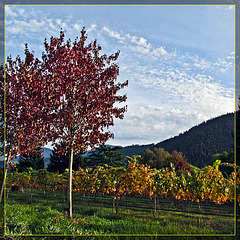 Autumn Tree & Vineyard