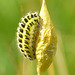Six-spot Burnet Caterpillar Parasitised and Cocoon of Healthy