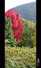Autumn Tree in Firey Red