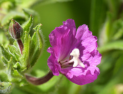Great Willowherb HCP