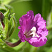 Great Willowherb HCP