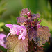 Dead Nettle and Ants