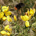 Red-tailed Bumble Bee