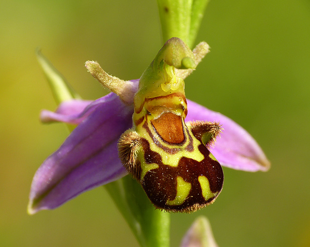 Bee Orchids @ Hastings Country Park