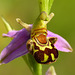 Bee Orchids @ Hastings Country Park