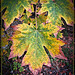 Maple Leaf Color Explosion