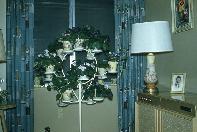 Flowering Plants and Groovy Curtains