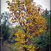 Maple Tree with Fall Colors