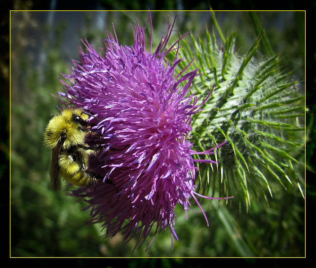 Bumble Bee on Bull Thistle Flower