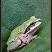 Pacific Tree Frog on Blackberry Leaf