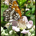 Butterfly on Blackberry Blossom