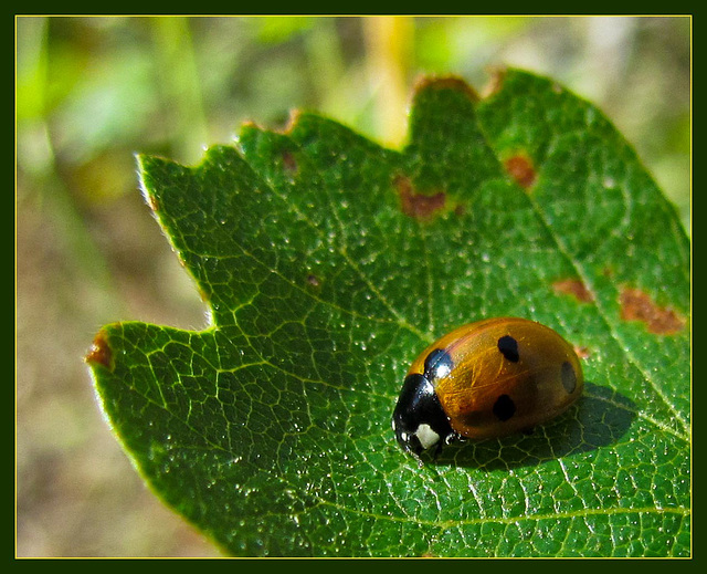 Lovely Ladybug on a Leaf