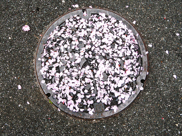 Sakura in Senrioka