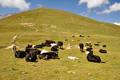 Holiday 2009 – Cows on the Umbrail Pass