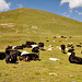 Holiday 2009 – Cows on the Umbrail Pass