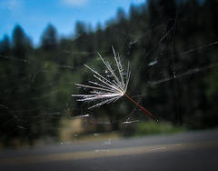 Thistle Seed in a Web