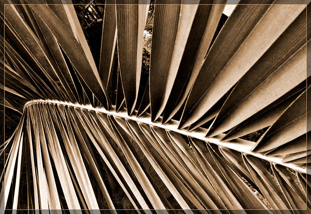 Palm Frond in Sepia Tones