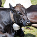 Holiday 2009 – Alpine cow with its traditional bell