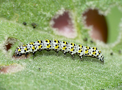 Mullein Moth Caterpillar