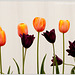 igs hamburg-wilhelmsburg: tulips