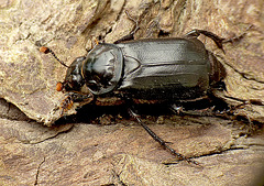 Patio Life: Sexton Beetle