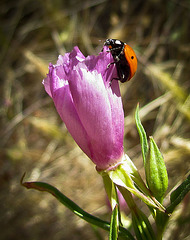 Ladybug on Mallow Bud
