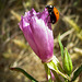 Ladybug on Mallow Bud