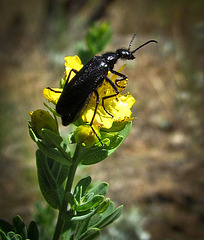 Black Beetle on Yellow Blossom