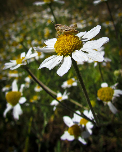 Short-Horned Grasshopper on Daisy