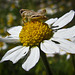 Short-Horned Grasshopper on Daisy Close-Up