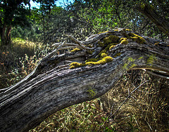 Mossy Log with HDR