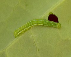 Patio Life: Hebrew Character Moth Caterpillar