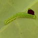 Patio Life: Hebrew Character Moth Caterpillar